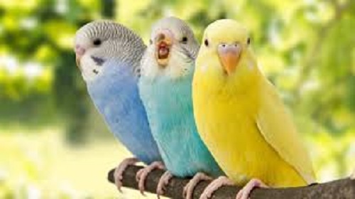 PAJAROS